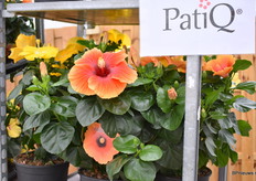 De PatioQ van Graff is het concept voor hun outdoor, bigpots, hybiscus. Een nieuwe serie met een aantal bestaande maar ook nieuwe soorten.